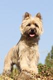 CAIRN TERRIER 043